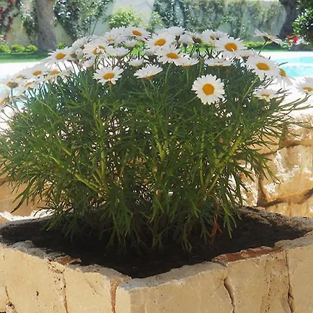 Il Giardino Dei Carrubi Donnalucata (Sicily)